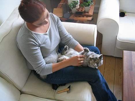 Maine Coon Mis Stanley Listetyv - Kan man andet end at elske den kat :) billede 9