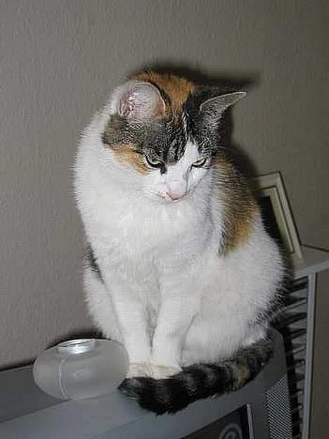 Blanding af racer Freya - Er hun ikke nuttet :) billede 1