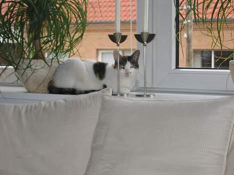 Blanding af racer Freya - en slapper på sofa kanten billede 2