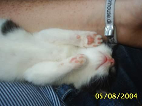 Huskat bobbi (hun kat) billede 1