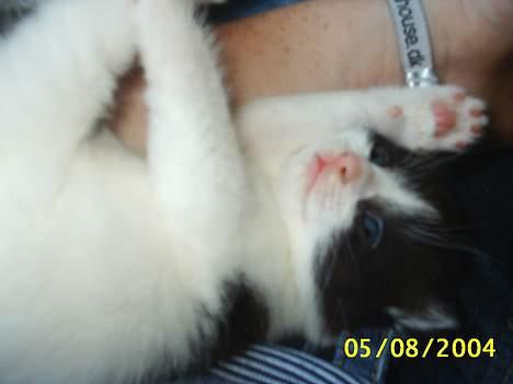 Huskat bobbi (hun kat) billede 2