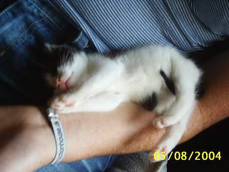 Huskat bobbi (hun kat) billede 3