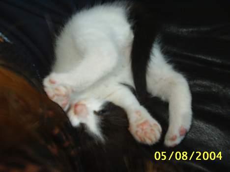 Huskat bobbi (hun kat) billede 4