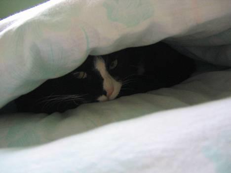 Blanding af racer Hermann - Hvad kigger du på ? billede 7