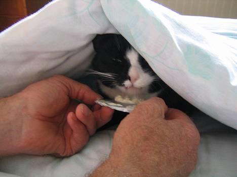 Blanding af racer Hermann - Nåhhh, du har noget Risifrutti med, så er det okay - men alle de der små risstykker der er i, må du godt selv beholde... billede 8