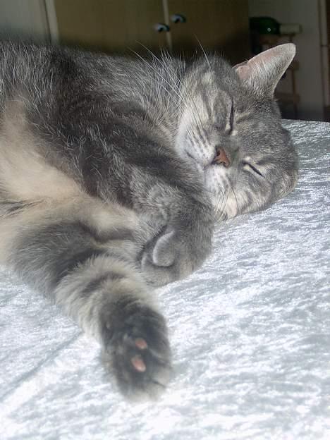 Blanding af racer *SPEEDY* - jeg er så trærr så jeg bliver nåd til og sove (tage taf michella o) billede 5