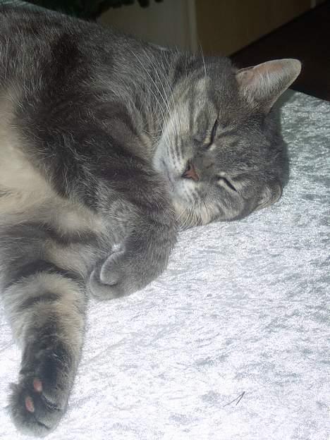 Blanding af racer *SPEEDY* - her sover jeg igen ;D(tage taf michella o) billede 6