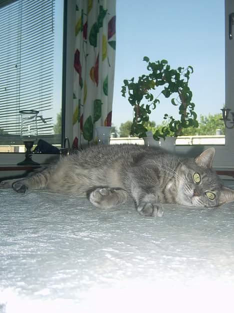 Blanding af racer *SPEEDY* - har set en lille nin(taget af michella o) billede 7