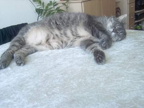 Blanding af racer *SPEEDY* - sov (taget af michella o) billede 8