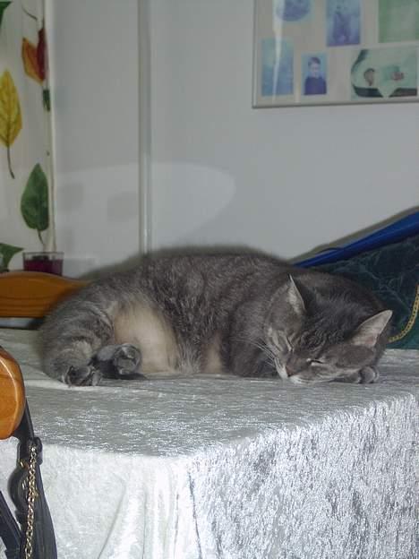 Blanding af racer *SPEEDY* - man sover godt og drømmer dejlig om masser tun  :)(taget af michella o)  billede 9