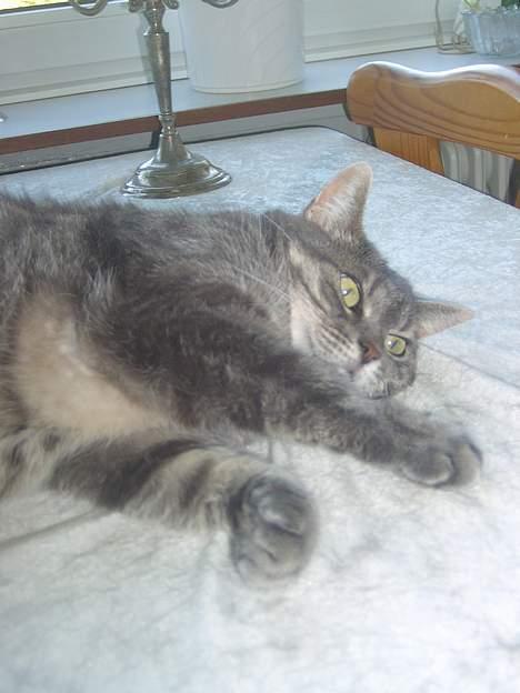 Blanding af racer *SPEEDY* - haps jeg han dig du lille :)(taget af: michella o ) billede 10