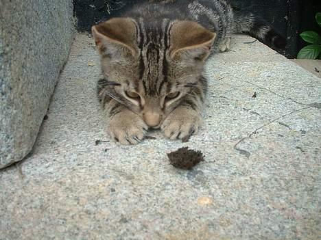 Blanding af racer stjerne - Stjerne der snart fanger, den farlige græs klump !! billede 1