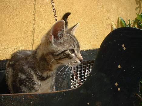 Blanding af racer stjerne - stjerne !! billede 2