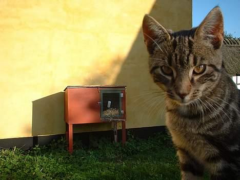 Blanding af racer stjerne - stjerne der tænker !! billede 3