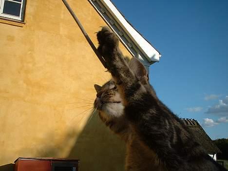 Blanding af racer stjerne - Pas på, jeg fanger dig !! billede 4