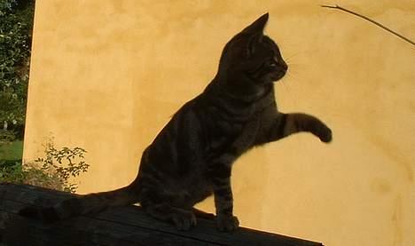 Blanding af racer stjerne - stjerne om aften !! billede 5