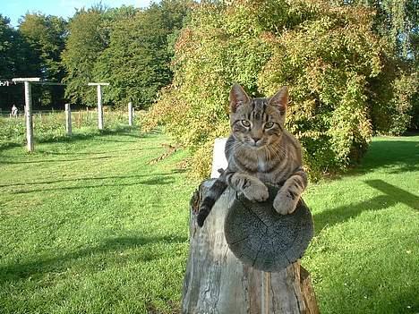 Blanding af racer stjerne - Stjerne ligger og soler sig !! billede 6