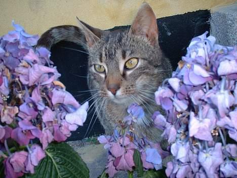 Blanding af racer stjerne - Stjerne i blomsterne !! billede 7