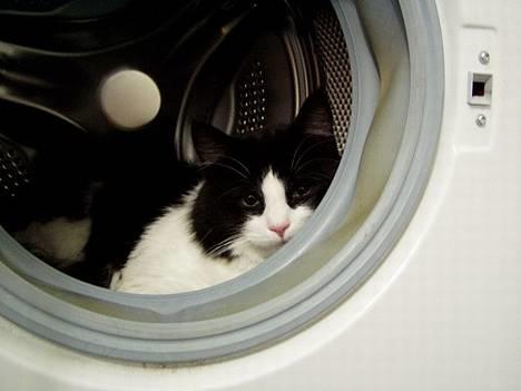 Blanding af racer Lemone's Pusling - Her koser Pusling seg i vaskemaskinen.. Hihi! :D billede 5