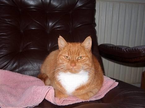 Blanding af racer Miv - et billed af min kat miv:) billede 1