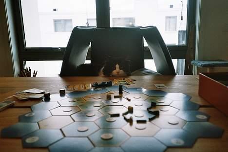 Blanding af racer Lemone's Pusling - Jeg og Pusling spiller spill! Han kaster terningene selv!!! ;) billede 6