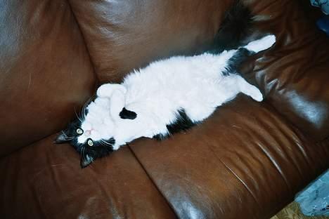 Blanding af racer Lemone's Pusling - Pusling koser seg på en varm dag... :) billede 7