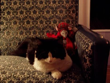 Blanding af racer Lemone's Pusling - Pusling i julen! Er han ikke søt dah? :D billede 8