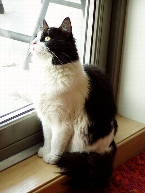 Blanding af racer Lemone's Pusling - Pusling ser ut. :) billede 10