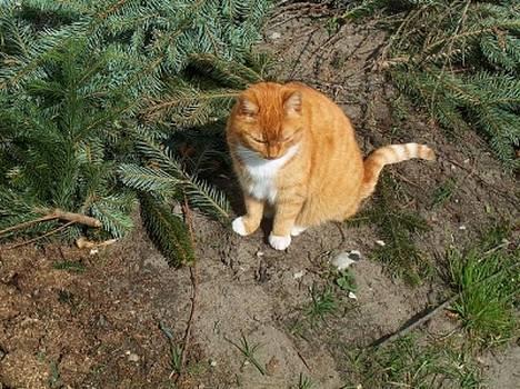 Blanding af racer Miv - miv sidder lige ud i haven og nyder solen.. billede 2