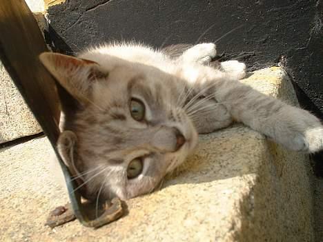 Blanding af racer Måne - jeg tager mig lige en lur !! billede 2