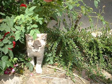 Blanding af racer Måne - hej !! billede 3