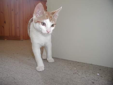 Blanding af racer Bartil billede 2