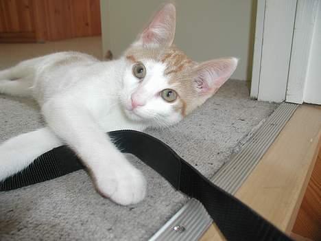 Blanding af racer Bartil billede 3