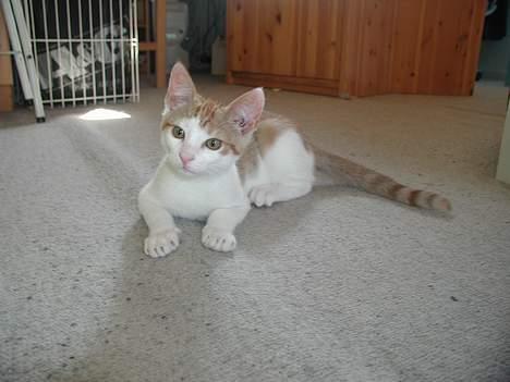 Blanding af racer Bartil billede 4