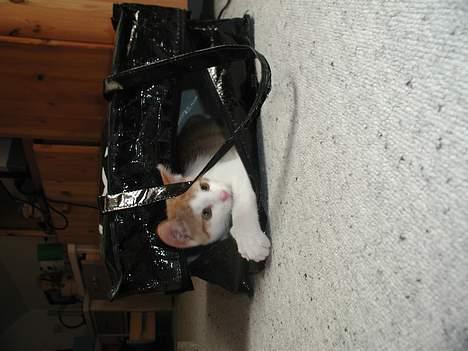 Blanding af racer Bartil billede 5