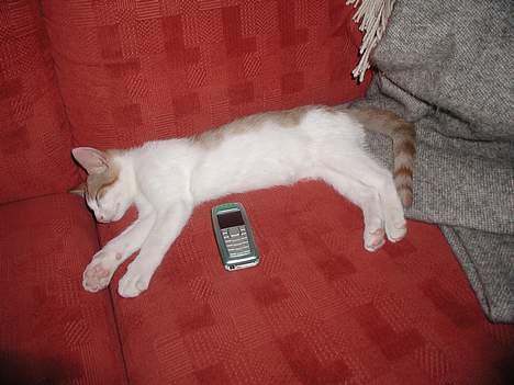 Blanding af racer Bartil billede 6