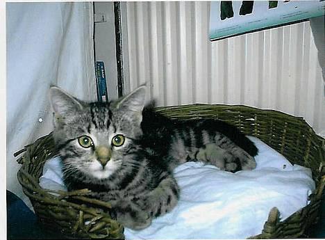 Blanding af racer Mis  2 *DØD* - er han ikke kær c",) billede 1