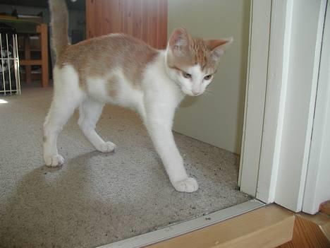 Blanding af racer Bartil billede 7