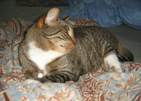 Blanding af racer Djenghis Khan - Jeg gider da ikke kigge ind i blitzen, helt ærligt! billede 6