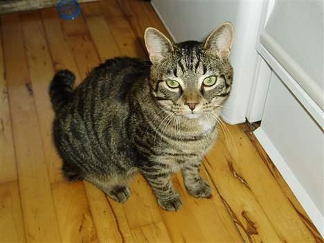 Blanding af racer Frederik billede 2