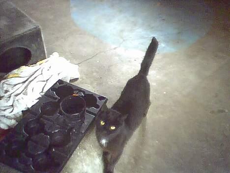 Blanding af racer Sofia (DØD) - Fik kun nået at tage et billede af min smukke engel, før hun måtte blive aflivet. <3 Nyd det billede 1