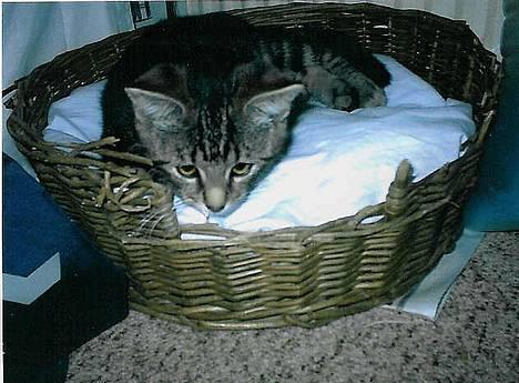 Blanding af racer Mis  2 *DØD* billede 2