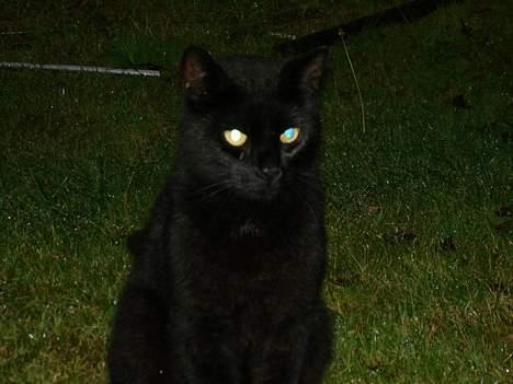 Blanding af racer Balthazar *R.I.P* billede 7