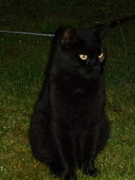 Blanding af racer Balthazar *R.I.P* billede 8