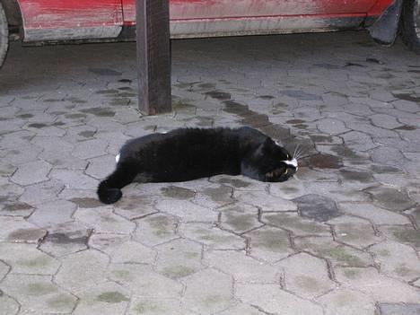 Blanding af racer Hermann billede 9