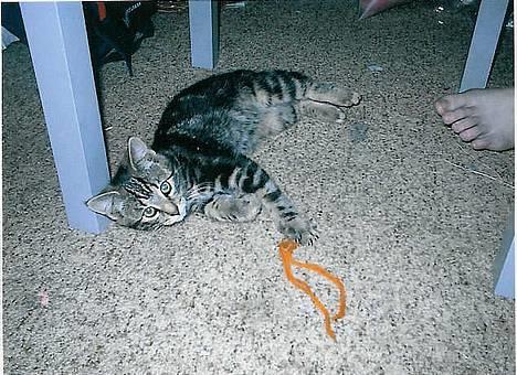 Blanding af racer Mis  2 *DØD* - her leger han  billede 3