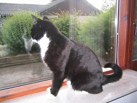 Blanding af racer Hermann - Vindueskigger billede 10