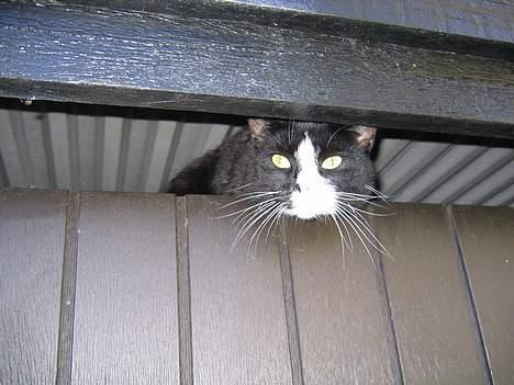 Blanding af racer Hermann billede 4