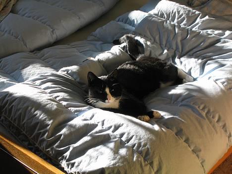 Blanding af racer Hermann billede 5