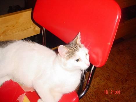 Blanding af racer Pantera - Heisann du:o) billede 1